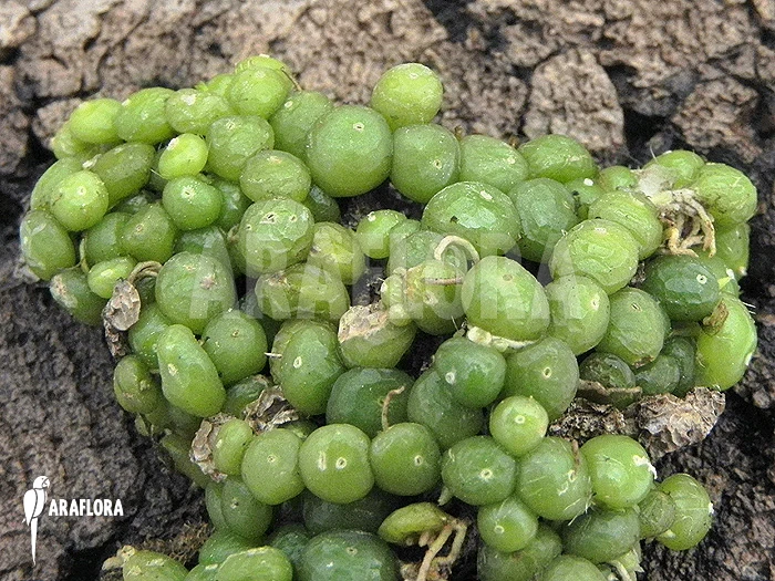 Orchid 'Bulbophyllum Moniliforme' 4 Orchid 'Bulbophyllum Moniliforme' - Image 4