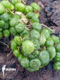 Orchid 'Bulbophyllum Moniliforme' 6 Orchid 'Bulbophyllum Moniliforme' -Green Haven Sales Store Bulbophyllum moniliforme 3