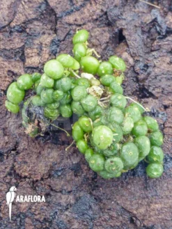 Orchid 'Bulbophyllum Moniliforme' 5 Orchid 'Bulbophyllum Moniliforme' -Green Haven Sales Store Bulbophyllum moniliforme 4