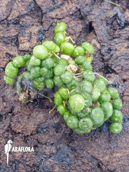 Orchid 'Bulbophyllum Moniliforme' 2 Orchid 'Bulbophyllum Moniliforme' - Image 2