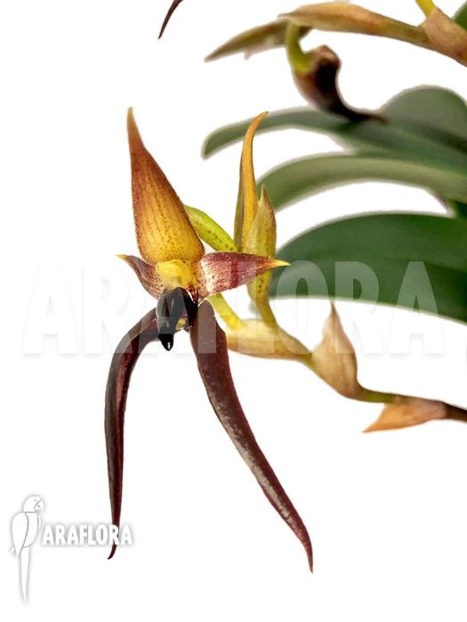 Orchid 'Bulbophyllum Nymphopolitanum' 3 Orchid 'Bulbophyllum Nymphopolitanum' - Image 3