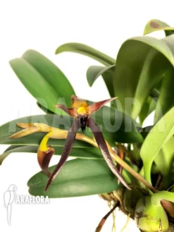 Orchid 'Bulbophyllum Nymphopolitanum' 7 Orchid 'Bulbophyllum Nymphopolitanum' -Green Haven Sales Store Bulbophyllum nymphopolitanum 4