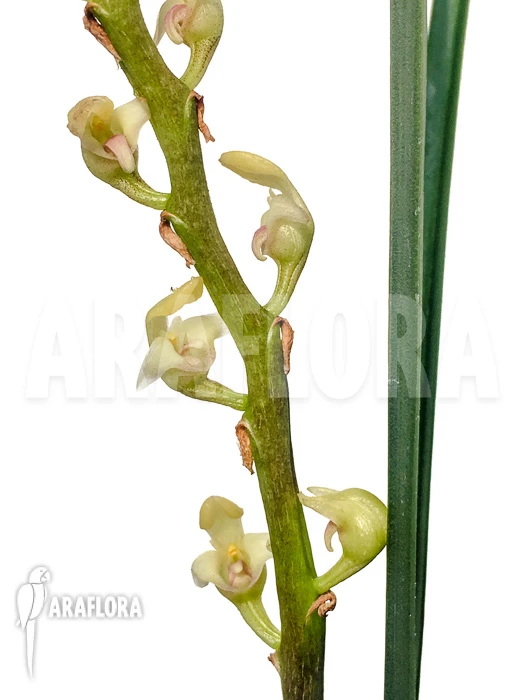 Orchid 'Bulbophyllum Oreonastes' 1 Orchid 'Bulbophyllum Oreonastes'