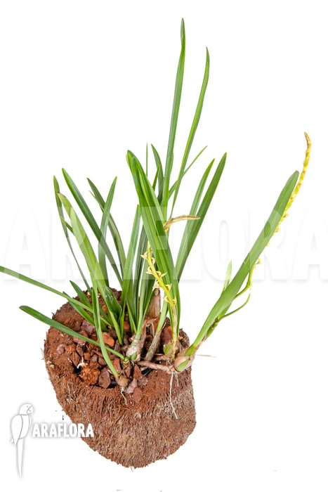 Orchid 'Bulbophyllum Oreonastes' 2 Orchid 'Bulbophyllum Oreonastes' - Image 2