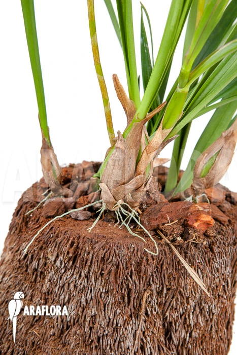 Orchid 'Bulbophyllum Oreonastes' 3 Orchid 'Bulbophyllum Oreonastes' - Image 3