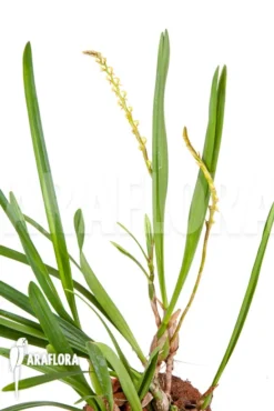 Orchid 'Bulbophyllum Oreonastes' 9 Orchid 'Bulbophyllum Oreonastes' -Green Haven Sales Store Bulbophyllum oreonastes 4