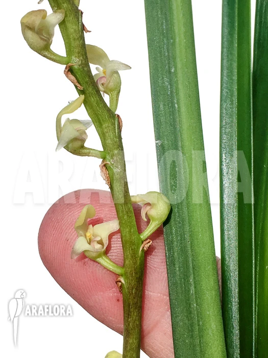Orchid 'Bulbophyllum Oreonastes' 5 Orchid 'Bulbophyllum Oreonastes' - Image 5