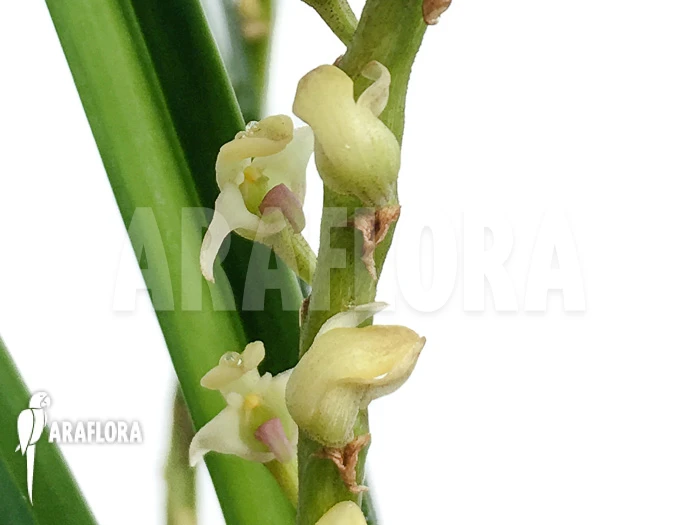 Orchid 'Bulbophyllum Oreonastes' 6 Orchid 'Bulbophyllum Oreonastes' - Image 6
