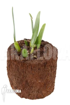 Orchid 'Bulbophyllum Ornatissimum' -Green Haven Sales Store Bulbophyllum ornatissimum 2