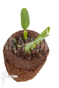 Orchid 'Bulbophyllum Ornatissimum' -Green Haven Sales Store Bulbophyllum ornatissimum 3