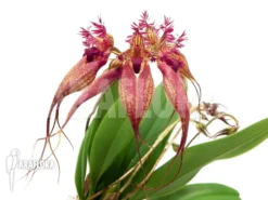 Orchid 'Bulbophyllum Rothschildianum'