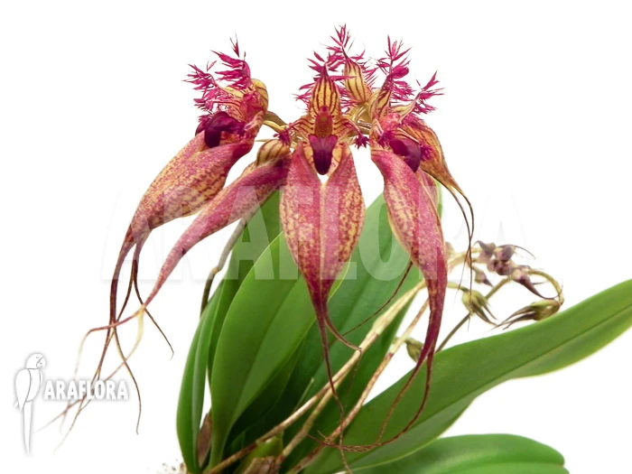 Orchid 'Bulbophyllum Rothschildianum' 1 Orchid 'Bulbophyllum Rothschildianum'