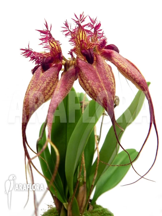 Orchid 'Bulbophyllum Rothschildianum' 2 Orchid 'Bulbophyllum Rothschildianum' - Image 2