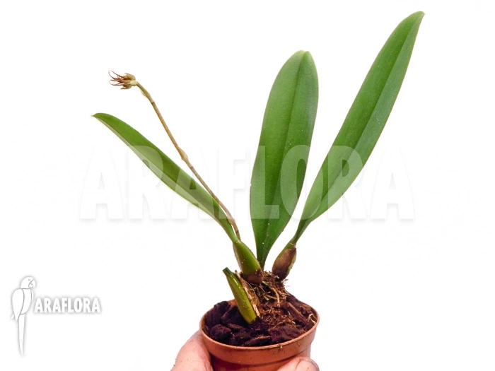 Orchid 'Bulbophyllum Rothschildianum' Starter 1 Orchid 'Bulbophyllum Rothschildianum' Starter