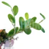 Orchid 'Bulbophyllum Sessile'