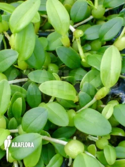 Orchid 'Bulbophyllum Tjadasmalangense'