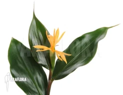 Golden Brush Ginger 'Burbidgea Schizocheila'