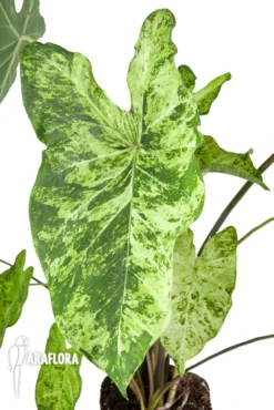 Caladium 'Frog In A Blender'