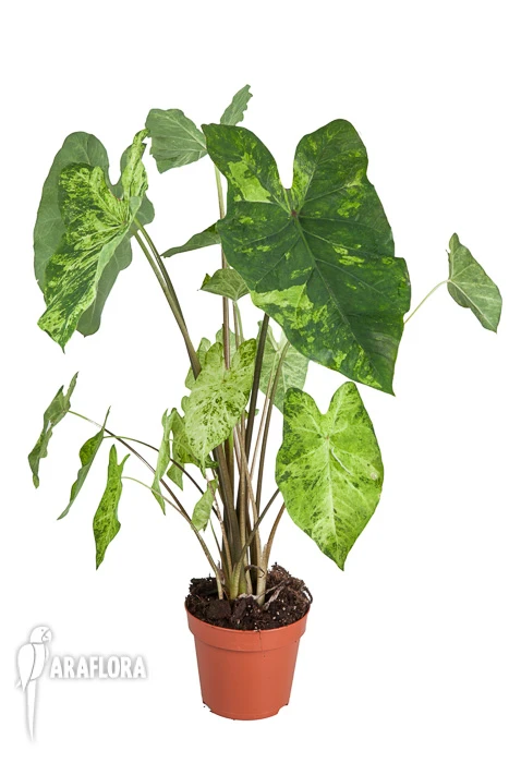 Caladium 'Frog In A Blender' 2 Caladium 'Frog In A Blender' - Image 2