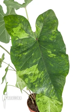 Caladium 'Frog In A Blender' 8 Caladium 'Frog In A Blender' -Green Haven Sales Store Caladium Frog in a blender 3