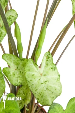 Caladium 'Frog In A Blender' 9 Caladium 'Frog In A Blender' -Green Haven Sales Store Caladium Frog in a blender 4