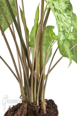 Caladium 'Frog In A Blender' 10 Caladium 'Frog In A Blender' -Green Haven Sales Store Caladium Frog in a blender 5