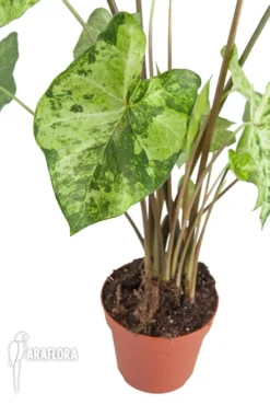 Caladium 'Frog In A Blender' 11 Caladium 'Frog In A Blender' -Green Haven Sales Store Caladium Frog in a blender 6