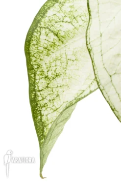 Caladium 'June Bride' -Green Haven Sales Store Caladium June Bride 4