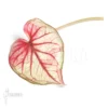 Caladium Bicolor_white-red_
