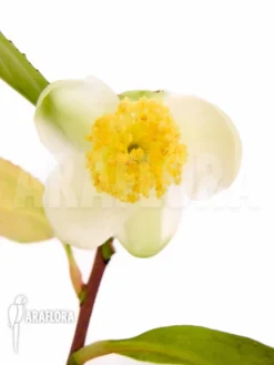 Tea Plant 'Camellia Sinensis' -Green Haven Sales Store Camellia sinensis 4