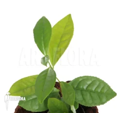 Tea Plant 'Camellia Sinensis'