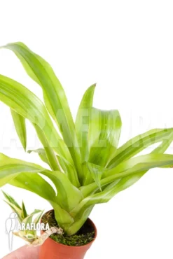 Bromeliad 'Canistropsis Billbergioides Variagated' -Green Haven Sales Store Canistropsis billbergioides variagated 2