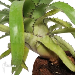 Bromeliad 'Canistrum Triagulaire' -Green Haven Sales Store Canistrum triagulaire 3