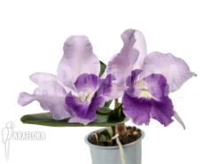 Orchid 'Cattleya Hybr. 'Pink Blue'' -Green Haven Sales Store Cattleya hyb pink blue 3