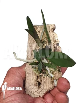 Orchid 'Calanthe Schilleriana' -Green Haven Sales Store Cattleya schilleriana 2