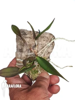 Orchid 'Calanthe Violacea'