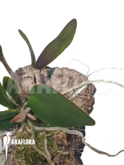 Orchid 'Calanthe Violacea' -Green Haven Sales Store Cattleya violacea 2