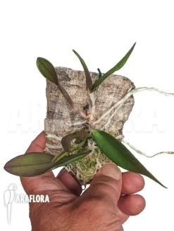 Orchid 'Calanthe Violacea' -Green Haven Sales Store Cattleya violacea 3