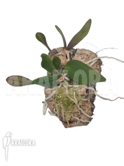 Orchid 'Calanthe Violacea' -Green Haven Sales Store Cattleya violacea 4