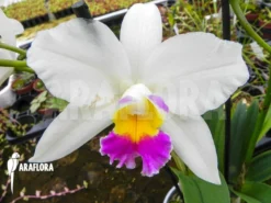 Orchid 'Cattleya X White Flower'