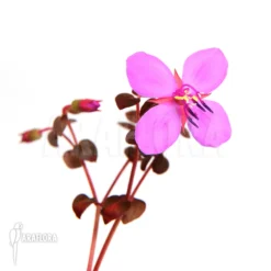 Centradenia Floribunda 'M'