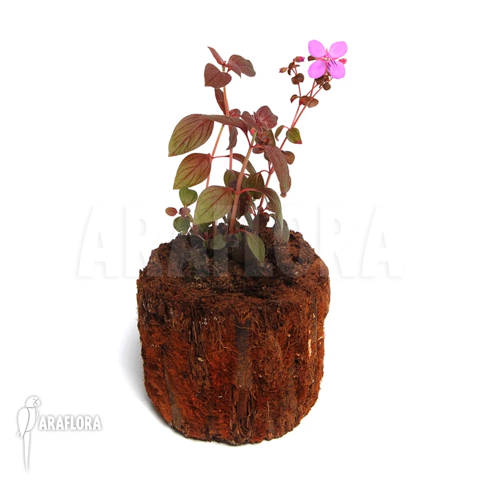 Centradenia Floribunda 'M' 5 Centradenia Floribunda 'M' - Image 5