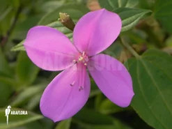 Centradenia Floribunda 'M' 8 Centradenia Floribunda 'M' -Green Haven Sales Store Centradenia floribunda 3