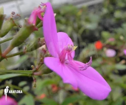 Centradenia Floribunda 'M' 11 Centradenia Floribunda 'M' -Green Haven Sales Store Centradenia floribunda 5