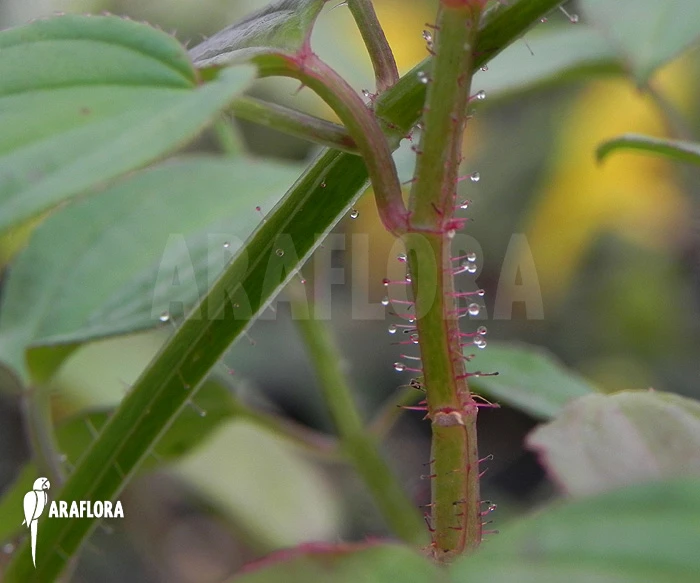 Centradenia Floribunda 'M' 4 Centradenia Floribunda 'M' - Image 4