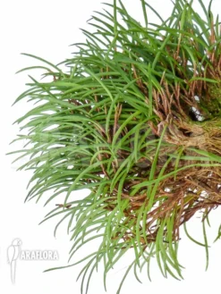 Orchid 'Ceratostylis Philippinensis'