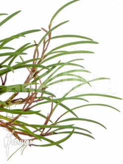 Orchid 'Ceratostylis Philippinensis' -Green Haven Sales Store Ceratostylis philippinensis 8