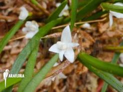 Orchid 'Ceratostylis Philippinensis' -Green Haven Sales Store Ceratostylis philippinensis flower 10