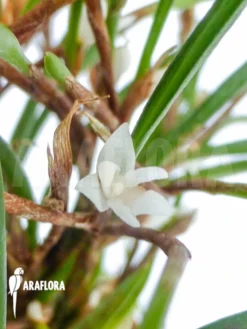 Orchid 'Ceratostylis Philippinensis' -Green Haven Sales Store Ceratostylis philippinensis flower 11