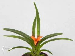 Orchid 'Ceratostylis Retisquama 'Rubra' Starter